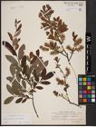 Foto von Salix aurita L. x Salix myrtilloides L.